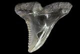 Large, Fossil Hemipristis Tooth - Georgia #74769-1